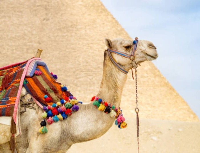 Cairo Excursion by plan from Sharm El Sheikh